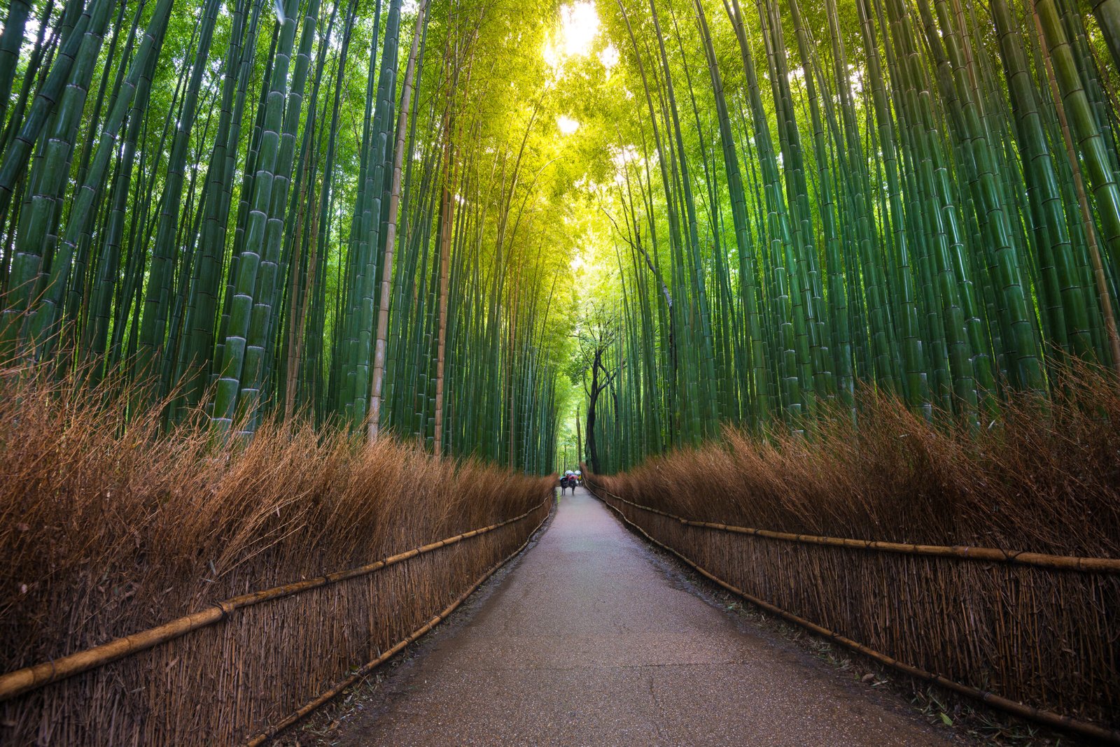 bamboo forest and walk way in Japan.